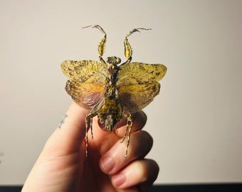 テノデラ・アリディフォリア 2 匹 | アジアカマキリ | 乾燥保存昆虫