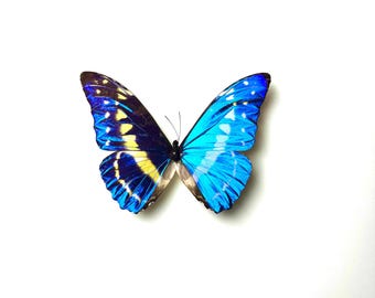 Naturalized Morpho Cypris – Fluorescent Metallic Blue With White