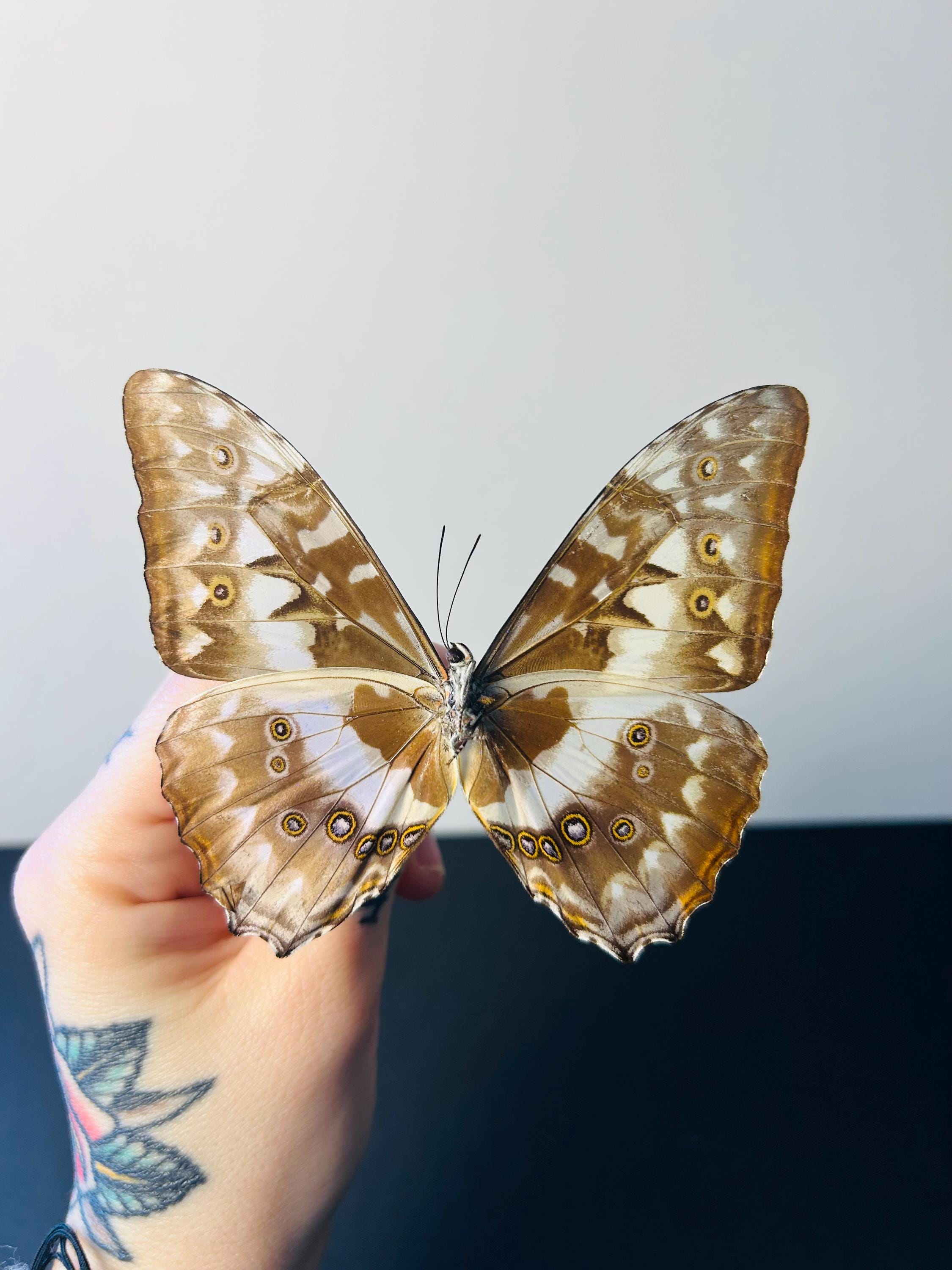 Morpho Cypris – Naturalized Metallic Blue Butterfly | Tropical