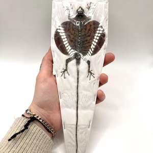 Puede incluir: Un lagarto Draco preservado con patagios extendidos, con alas de patrón marrón y negro con manchas blancas, montado sobre un soporte triangular blanco y sellado dentro de una funda de plástico transparente para su exhibición.