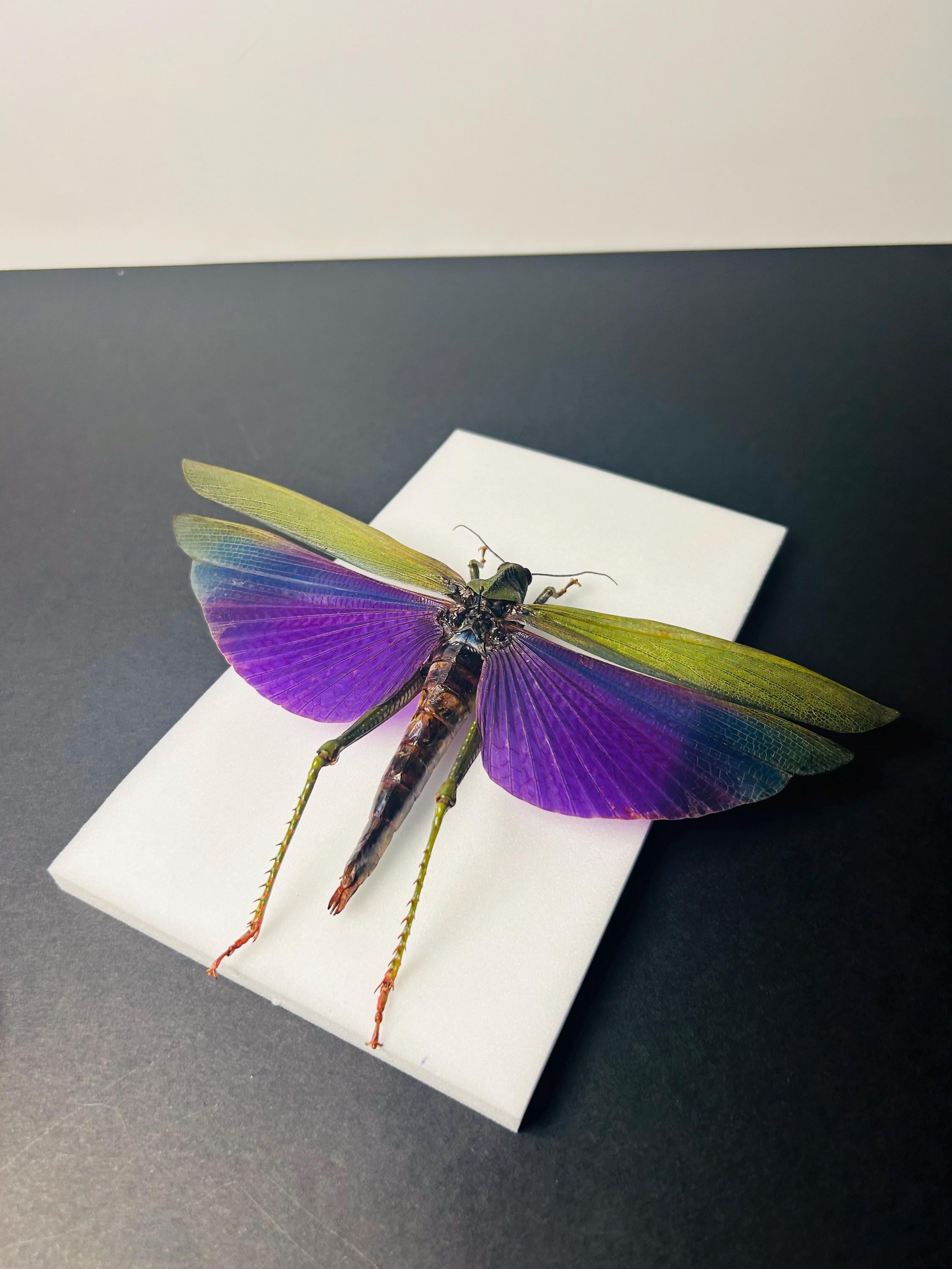 Titanacris Albipes - Taxidermized Giant Grasshopper - Insect From