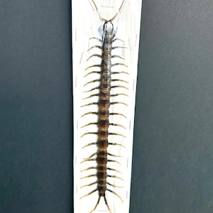 Scolopendra Mortisans in Blister Pack - Naturalized Myriapod Unique to the Unit - Curiosity Specimen for Decoration - Cabinet of Curiosities