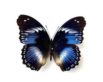Hypolimnas Salmacis Butterfly - Naturalized Iridescent Blue Specimen - Individual Entomological Insect - Cabinet of Curiosities, Collection