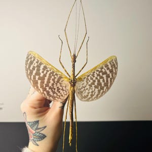 Diesbachia Tamyris - Pink and brown marbled stick insect - Taxidermized insect from Southeast Asia, cabinet of curiosities or collection