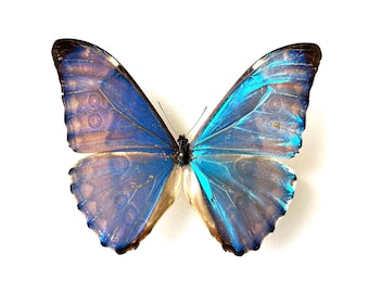 Morpho Aurora – Naturalized pearly blue butterfly from Peru – A true entomological specimen – Cabinet of curiosities