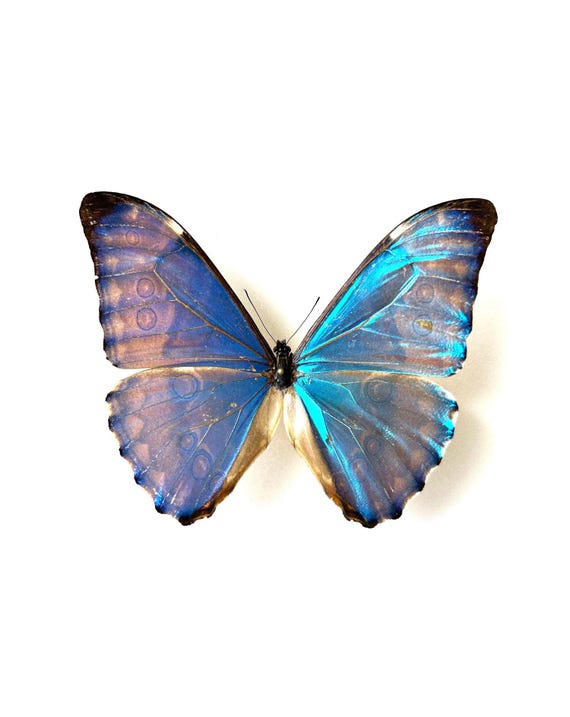 Morpho Aurora – Naturalized Pearly Blue Butterfly From Peru – A