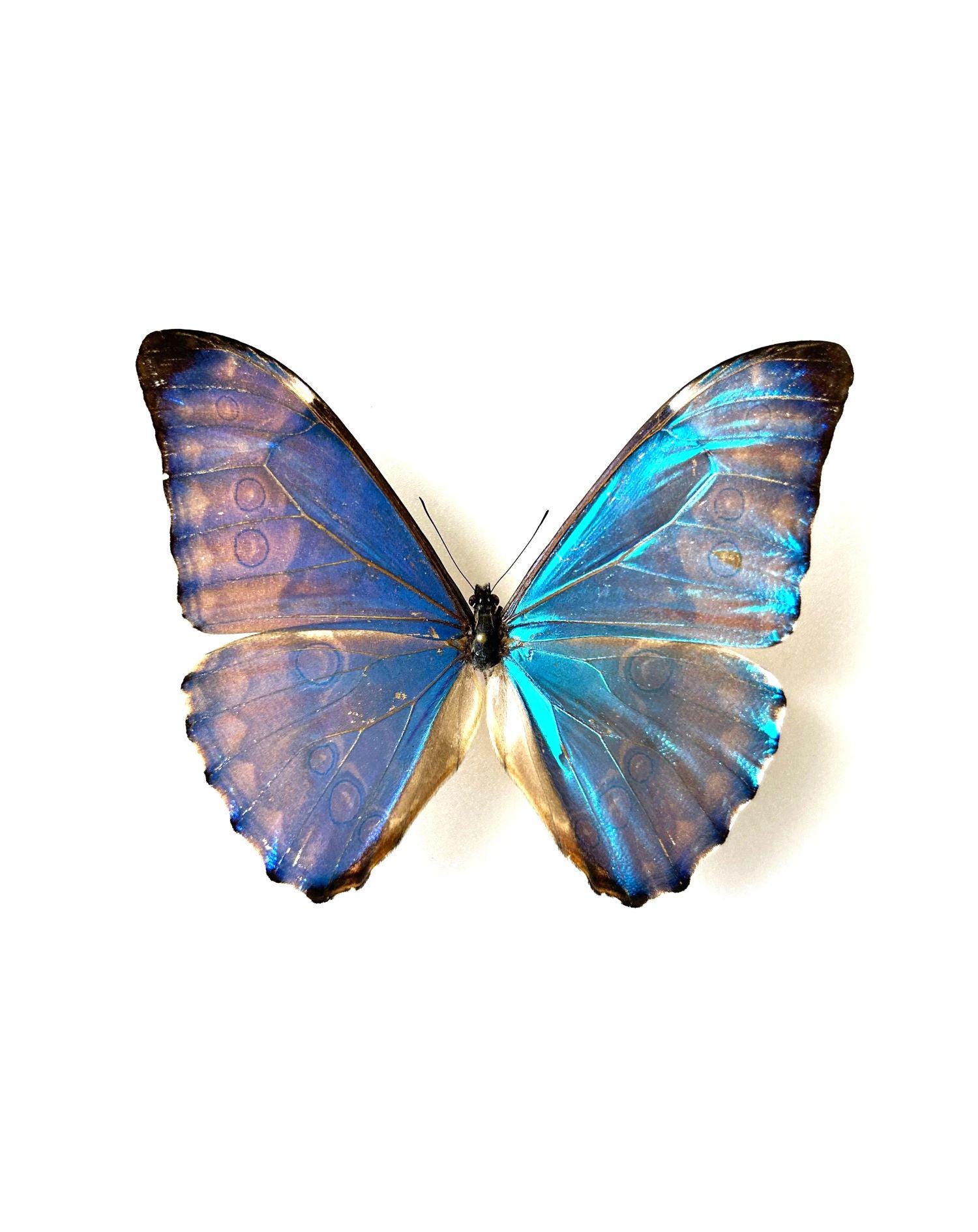 Morpho Aurora Aureola – Naturalized Iridescent Blue Butterfly