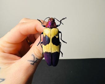 Chrysochroa klapaleki。非常に珍しいタマムシ。A1 品質。タマムシ科
