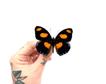 非常に珍しい赤いスノーアポロ蝶の額入り標本 - Parnassius nomion
