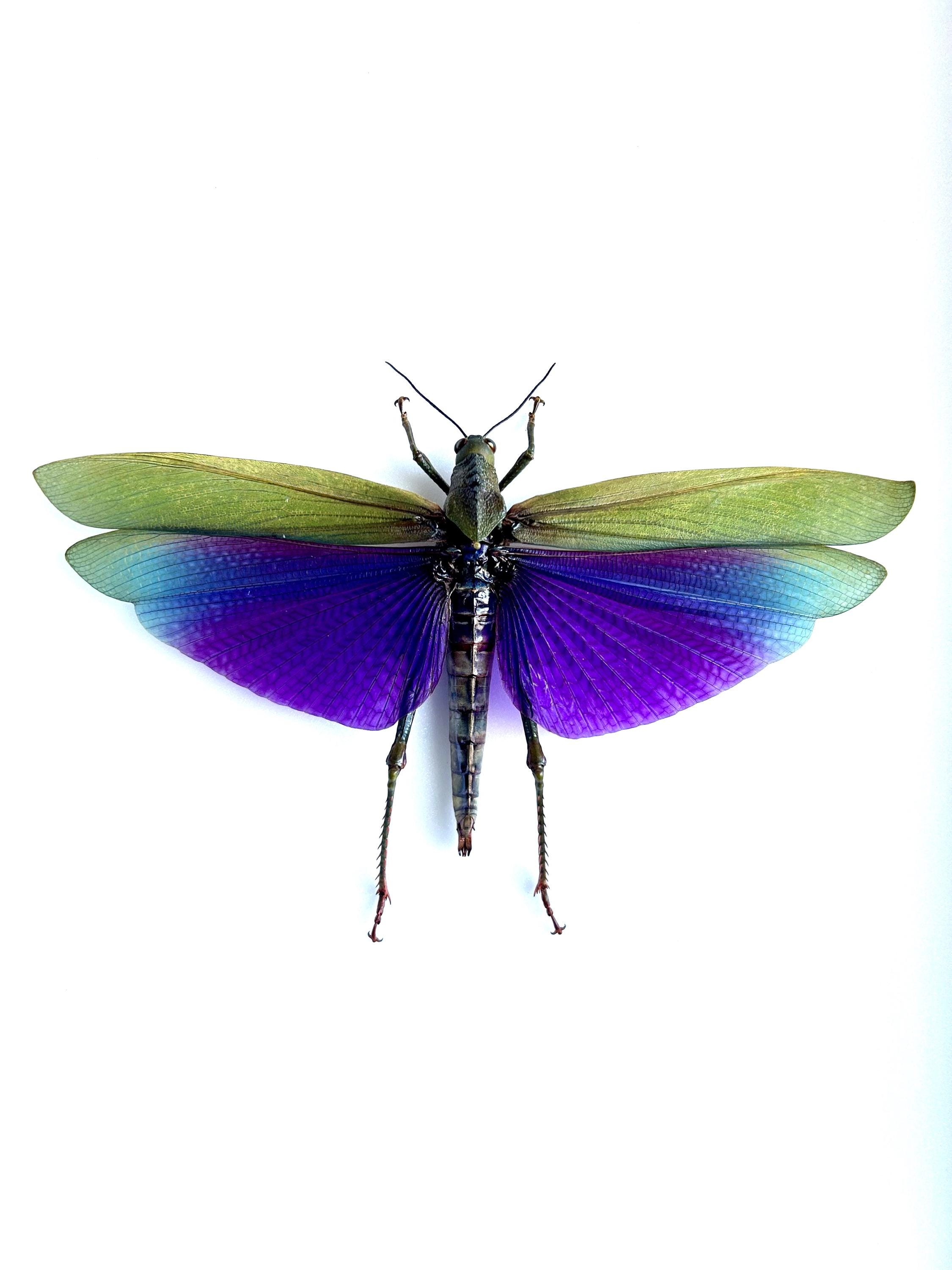 Titanacris Albipes - Taxidermized Giant Grasshopper - Insect From