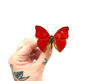 非常に珍しい赤いスノーアポロ蝶の額入り標本 - Parnassius nomion