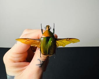 緑色のコガネムシ（Chrysina Victoriana）の実物標本のみ。coleoptera