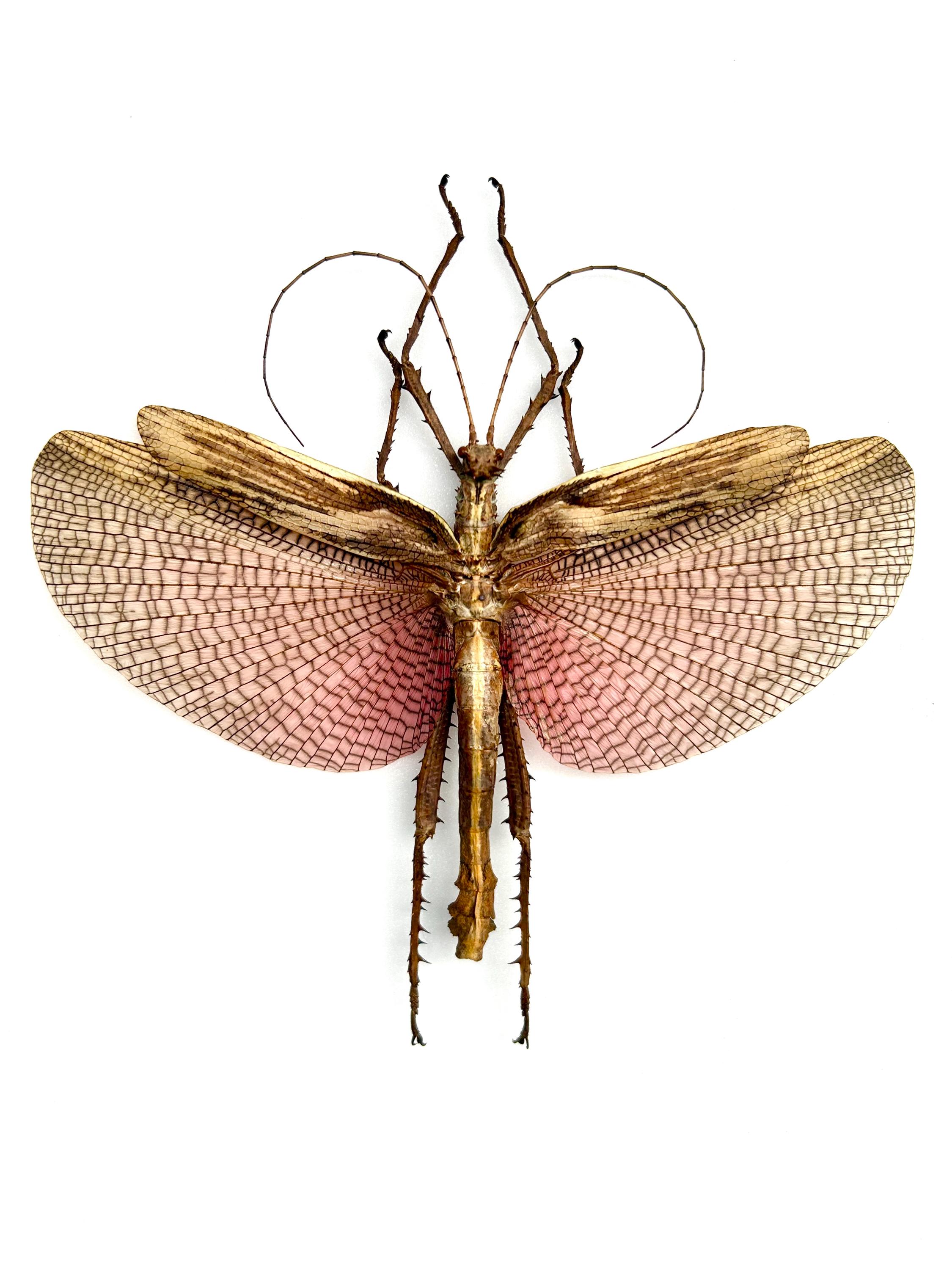 Heteropteryx Dilatata - Etsy