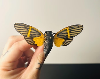 Becquartina electa – Eingebürgerte schwarz-orange Schmetterlingszikade A1 – Asiatisches Insekt – Entomologie und Kuriositätenkabinett