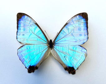 Naturalized Morpho Sulkowskyi - Andean Pearly White Butterfly - Rare A1 Entomological Specimen for Collection or Wall Decoration