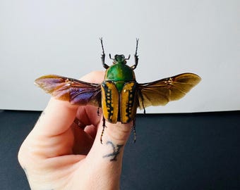 Goliathus, the Small African Goliath Beetle, Preserved Insect With