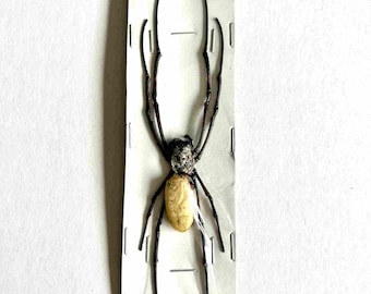 Naturalisierte Nephila Vitiana Spinne in Blisterpackung - Unpräpariertes Rohexemplar - Exotisches Spinnentier für Kuriositätenkabinett, Sammlung