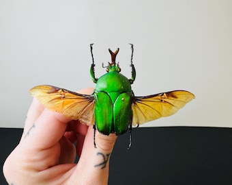 Eudicella morgani preserved insect • Metallic green beetle • African insect for cabinets of curiosities and entomological decoration