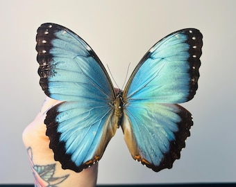 RARE Morpho Absoloni Butterfly, Mounted (wings Spread) in a Riker