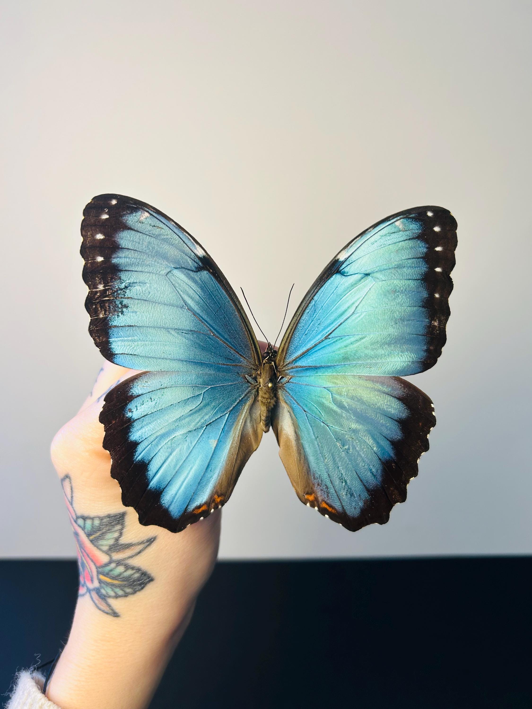 モルフォ・ペレイデス（オス） – 青い大型のプリザーブドバタフライ