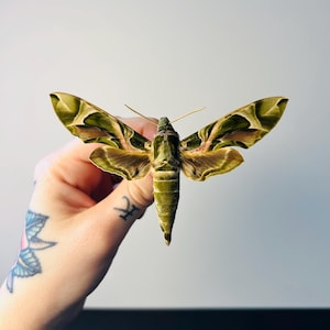 Daphnis nerii – Superb preserved green and pink moth | African laurel hawk-moth for a cabinet of curiosities and collection