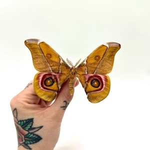 Pode incluir: Uma mariposa preservada com padrões intrincados nas asas. As asas exibem uma mistura de cores quentes, incluindo tons de castanho, amarelo e vermelho. A envergadura da mariposa é de aproximadamente 15 cm.