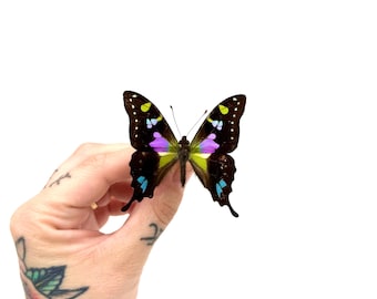 Graphium weiskei – Green, purple and black butterfly – Naturalized butterfly from Papua New Guinea – Specimen A1
