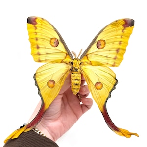 Può includere: Immagine dettagliata di una grande falena gialla con intricate fantasie alari e un corpo strutturato. Le ali presentano dettagli marroni e rossi, con segni circolari. La falena è tenuta su uno sfondo bianco, evidenziando i suoi colori vivaci e i dettagli.
