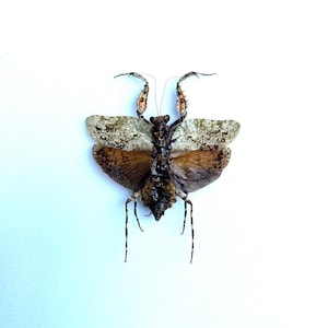 Theopompa Servillei - Orange-brown Asian praying mantis - Rare naturalized insect for curio cabinet, decoration or collection