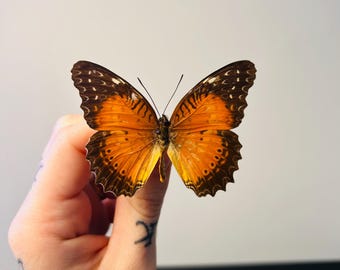 Mounted Cethosia biblis – Orange-red and black Asian butterfly – Red Lacewing A1 – Entomological specimen