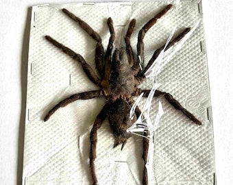 Selenocosmia Javanensis tarantula in blister pack -Unpreserved arachnid specimen - Natural specimen for a cabinet of curiosities, collection