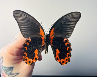 Papilio Rumanzovia – Large black and red preserved butterfly | Rare tropical specimen from Asia for a cabinet of curiosities and collection