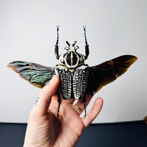 Puede incluir: Un escarabajo grande y detallado con las alas abiertas, que muestra un llamativo patrón de puntos blancos y negros en su cuerpo. Las alas exhiben tonos verdes y marrones iridiscentes. El escarabajo se sostiene en una mano sobre un fondo blanco.