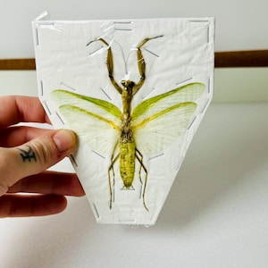 Puede incluir: Un espécimen preservado de mantis religiosa, presentado en un marco blanco en forma de escudo. El insecto es una mezcla de verde y marrón, con delicadas alas. Las alas están parcialmente extendidas, mostrando su cualidad translúcida. El espécimen está asegurado con pequeñas grapas.