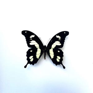 Naturalized Butterfly Papilio Hesperus Africa - Rare Exotic Black Tropical Insect - Entomological Specimen for Decoration or Collection