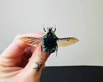 Hoplia coerulea One Real Metallic blue scarab beetle unmounted