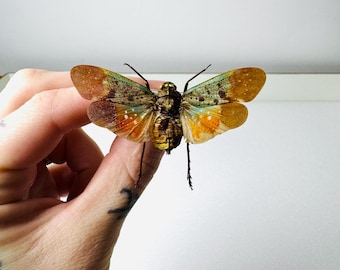 Penthicodes farinosa preserved insect • Orange Fulgore A1 • Rare exotic insect for cabinets of curiosities and decoration