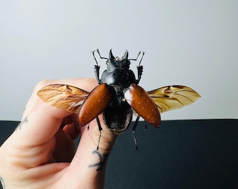 Neolucanus robustus konserverad insekt • Svart hjortbagge A1 • Sällsynt asiatisk skalbagge för kuriosakabinett och entomologisk dekoration