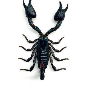 Pinned Javanimetrus Cyaneus - A1 Quality - Unique Naturalized Scorpion - Entomological Specimen for Cabinet of Curiosities