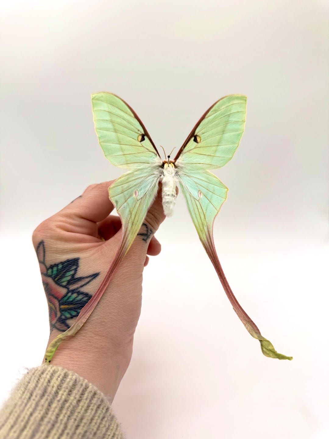 Actias Dubernardi Female – Large Green Lunar Butterfly (preserved ...