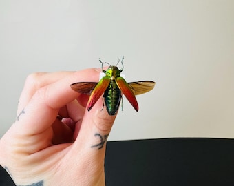 クリスマスビートル 標本 クリスマスビートル。本物の昆虫。昆虫標本。美しい昆虫。 - Etsy 日本