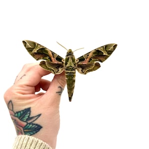 Può includere: Una grande falena con motivi intricati nelle tonalità del verde, marrone e rosa. Le ali della falena sono spiegate, mostrando i suoi dettagliati segni. L'insetto è tenuto da una mano su uno sfondo bianco, evidenziando la bellezza naturale della falena.