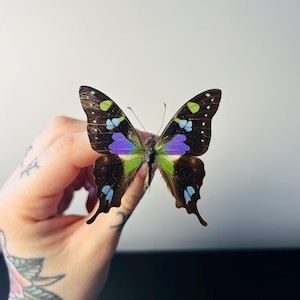 Graphium Weiskei – Mariposa preservada verde, púrpura y negra | Ejemplar raro de Papúa Nueva Guinea para una colección de curiosidades.