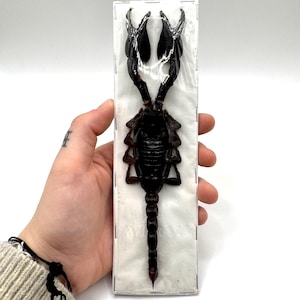Pode incluir: Um espécime de escorpiem de escorpião castanho-escuro preservado, montado num suporte retangular branco e encerrado numa manga protetora de plástico transparente. O escorpião está posicionado verticalmente com as grandes pinças viradas para cima.