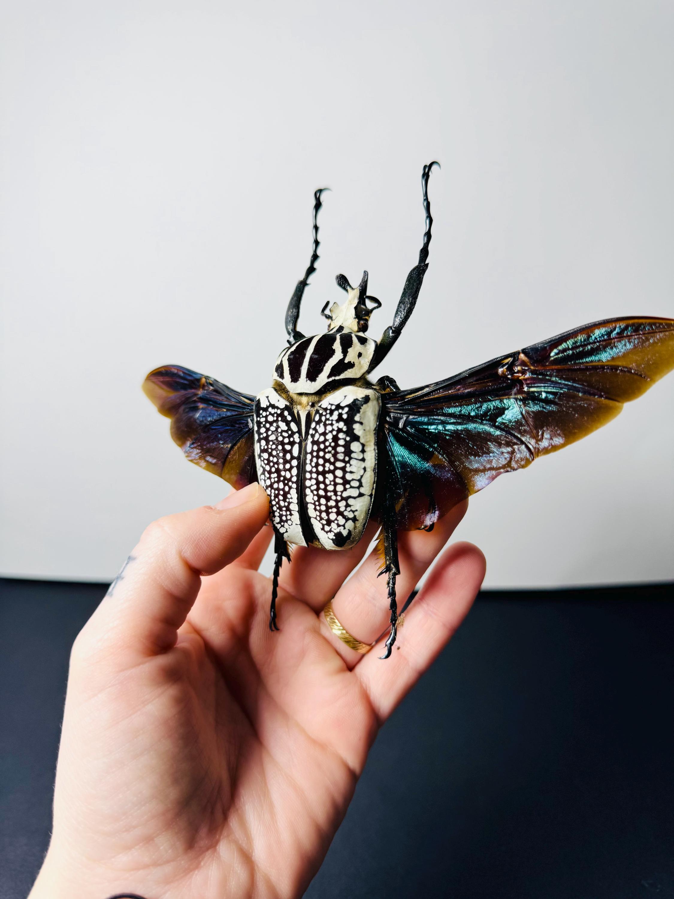 Goliathus, the Small African Goliath Beetle, Preserved Insect With