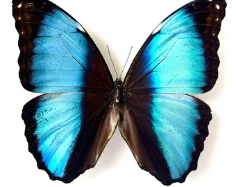 標本 Peru Morpho absoloni 120mm very big LOT OF 2 MORPHO ABSOLONI & MORPHO ZEPHYRITIS UNMOUNTED WINGS