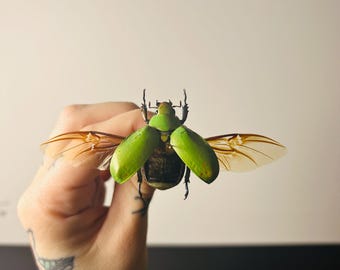 Mounted Chrysina adolphi – Iridescent green beetle from Mexico – Genuine A1 specimen – Cabinet of curiosities