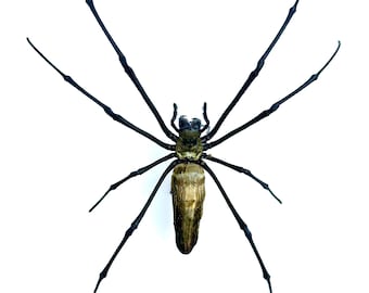 Nephila Pilipes naturalizowana pojedynczo - Przypięty pająk entomologiczny, okaz preparowany, dekoracja do gabinetu osobliwości, kolekcja
