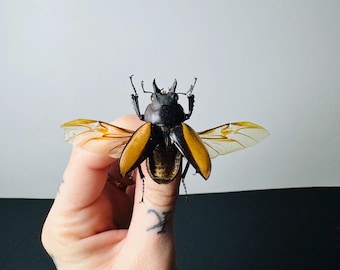 Neolucanus parryi konserverad insekt • Svart ekoxe A1 • Sällsynt asiatisk insekt för kuriosaskåp och entomologisk dekoration