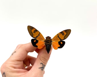Gaena Festiva Orange Cicada – Colorful Preserved Insect – Exotic Specimen – Cabinet of Curiosities – Unique Decoration